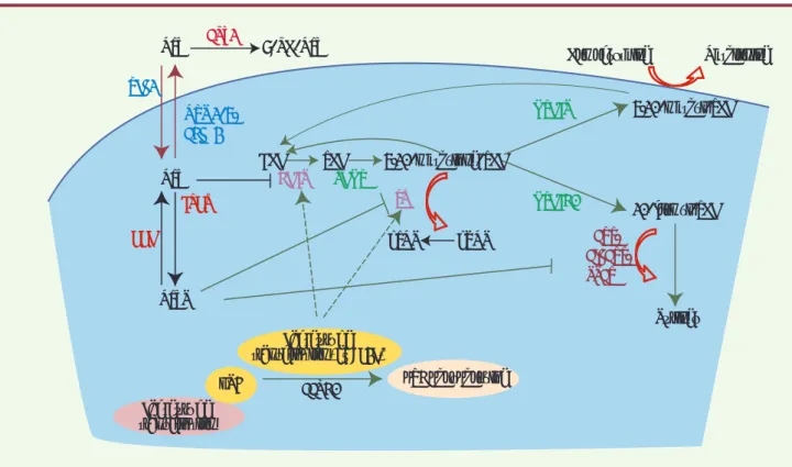 Figure 1.  Action du MTX et son interférence avec le cycle des folates. RFC1 : transporteur des folates réduits ; MRP 1-5 : famille des protéines  associées aux résistances thérapeutiques multiples ; ABCG2 : membre de la famille des transporteurs ABC égale