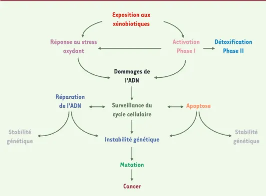 Figure 1.  Illustration schématique du processus de carcinogenèse et des inter-relations entre les différentes  voies.