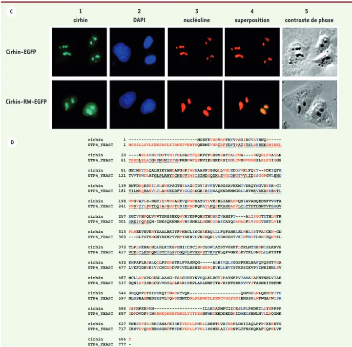 Figure 2. (suite) C. La localisation subcellulaire de cirhin-EGFP et R565W cirhin-EGFP dans les cellules HeLa