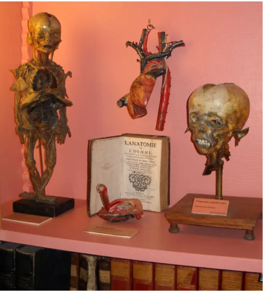 Figure 2 : Modèles anatomiques du cœur de Louis-Thomas Auzoux. Musée Flaubert et d’histoire  de la médecine, CHU Rouen (photographie de l’auteur) 