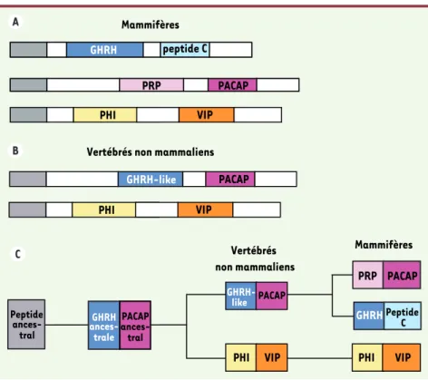 illustration du rôle des facteurs molé- molé-culaires dans la réponse des tumeurs  solides aux traitements