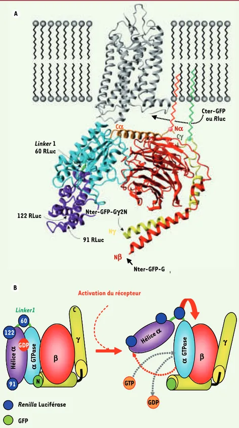 Figure 2. A. Sites d’insertion des bio-senseurs de BRET. Illustration de la structure tridimensionnelle du complexe Gαi1β1γ2 et de la rhodopsine au niveau de  la membrane plasmique