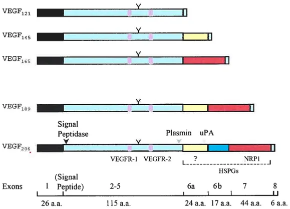 Figure 1 : Les isoformes du VEGF