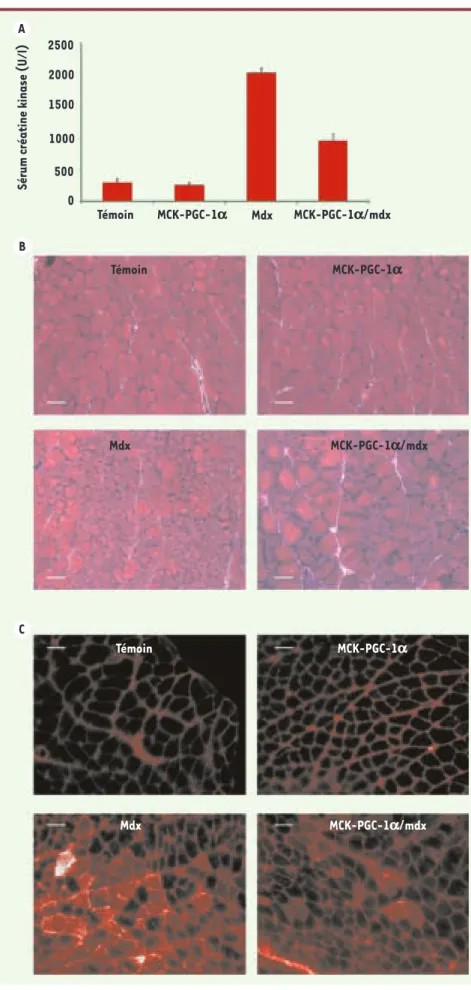 Figure 1. PGC-1a améliore la dystrophie mus- mus-culaire chez les souris mdx sédentaires