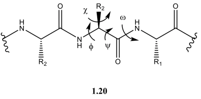 Figure 1.5 : Représentation des angles dièdres dans un peptide.  