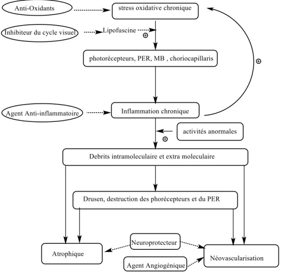 Figure  2.2:  Cycle  physiologique  et  potentiels  lieux  d’interventions  pour  lutter  contre  la  DMLA