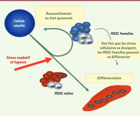 Figure 2. Mécanisme proposé pour expliquer les différences liées au sexe des MDSC lors de la régé- régé-nération du muscle squelettique