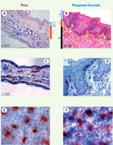 Figure 1. Distribution des cellules dendritiques de la peau et de la muqueuse  buccale