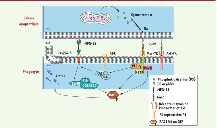 Figure 3. Implication des récepteurs TAM dans la reconnaissance et la phagocytose des cellules apoptotiques par le macrophage