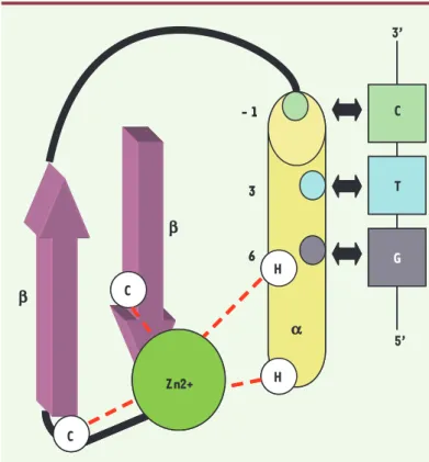 Figure 1.  Représentation schématique d’un motif en doigts de zinc de type  Cys 2 His 2 