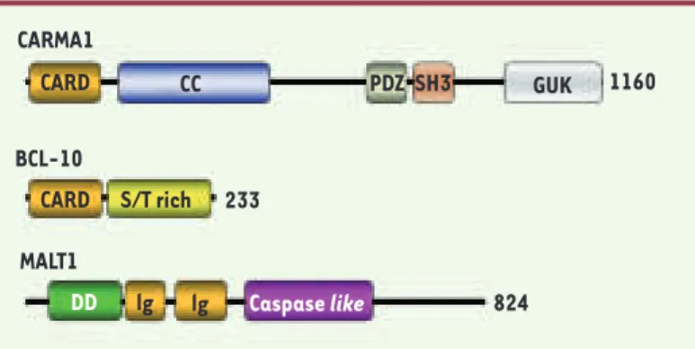 Figure 2.  Structure des protéines CARMA1, BCL-10 et MALT1. CARMA1 est un  membre de la famille MAGUK (membrane-associated guanylate kinase) et  contient un domaine CARD (caspase recruitment domain), un domaine  Coi-led-Coil (CC), un domaine PDZ (Psd95, Dl