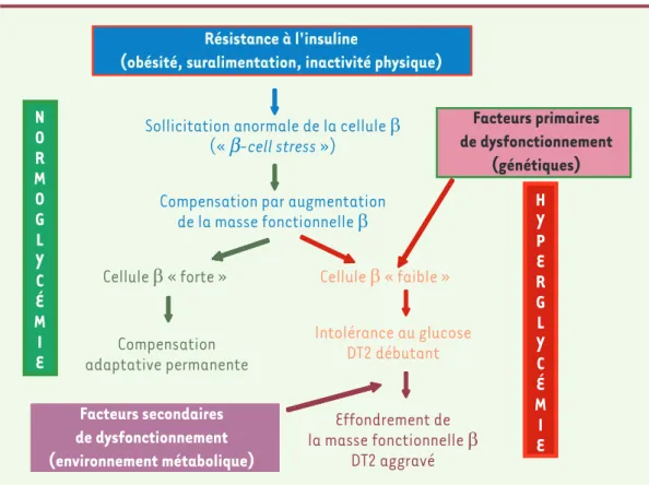 Figure 5. Représentation schématique des relations entre insulinorésistance, plasticité anatomo-fonctionnelle de la cellule  b et diabète de type 2 (voir texte).