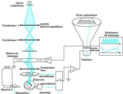 Figure   II-8: Schéma d’un Microscope à Balayage Electronique [40] 