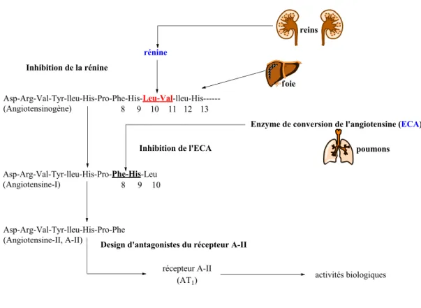 Figure 1.1 : Cascade enzymatique initiée par l’enzyme rénine 