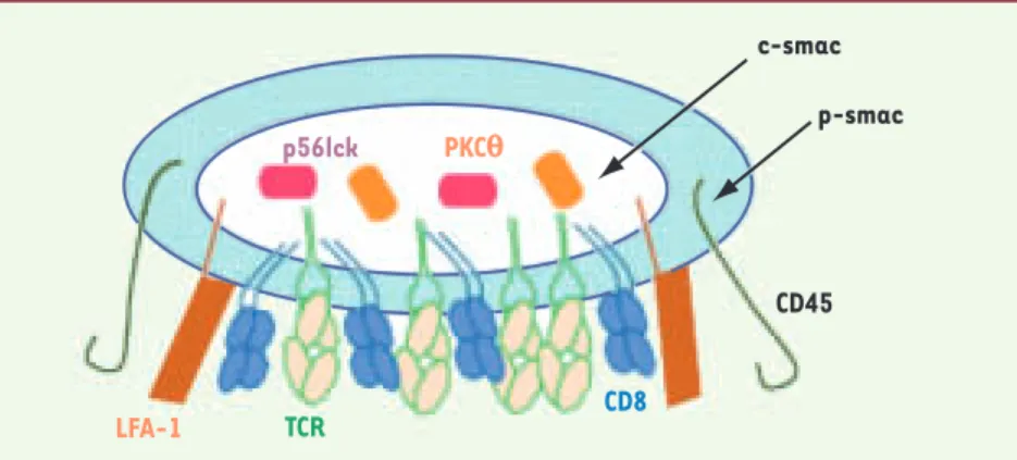 Figure 1. Synapse immunologique. La zone centrale de la synapse (c-smac) concentre notamment  le récepteur à l’antigène (TCR) et les molécules CD3 associées, les co-récepteurs CD4 ou CD8, les  protéines kinase PKCθ et p56lck ; à la périphérie de cette zone