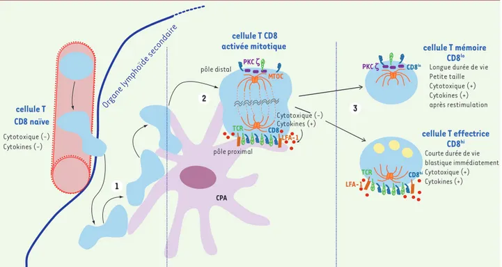 Figure 2. Cinétique d’activation et de différenciation des lymphocytes T CD8 mettant en jeu une division asymétrique