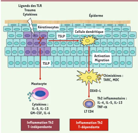 Figure 1.  Rôle de la TSLP dans l’initiation de l’allergie cutanée. Sous l’influence de facteurs  cytokiniques ou environnementaux, la TSLP est produite par les kératinocytes de la peau