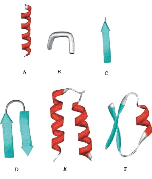 Figure 1.1. Représentations communes des structures peptidiques. A. Hélice  α;  B. Coude  β;  C
