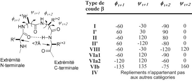 Figure 1.9. Structure et valeurs des angles de torsion caractéristiques d’un repliement  β.