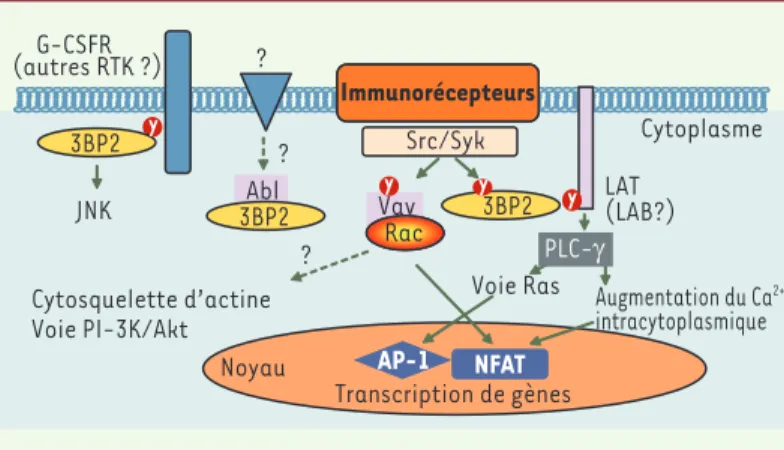 Figure 2.  Signalisation par 3BP2 dans les leucocytes. La stimulation par les  immunorécepteurs (TCR, BCR ou FcR) conduit à l’activation des protéine  tyrosine kinases des familles Src et Syk qui phosphorylent des protéines de  signalisation, parmi lesquel