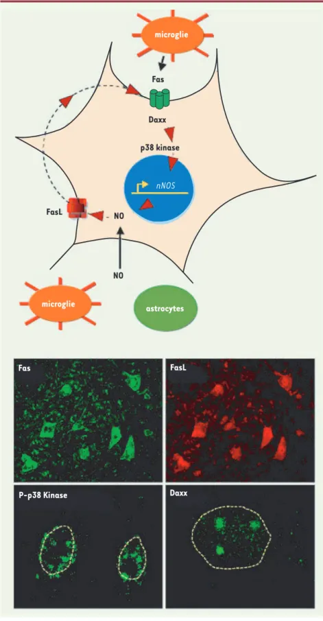 Figure 1. L’annonce d’un suicide cellulaire. Activation en boucle de la voie de signalisation NO/FasL/Fas dans un motoneurone exprimant la SOD1  mutée