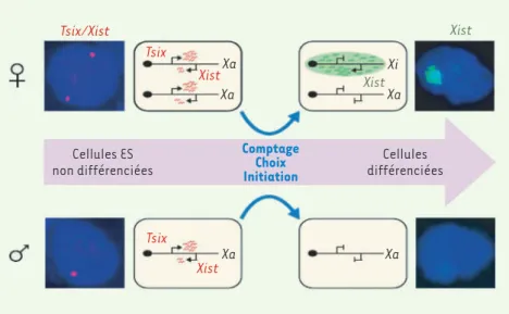Figure 1. L’inactivation du chromosome X met en jeu les ARN non codants Xist et Tsix. L’expression  de Xist et de Tsix est ici visualisée par RNA-FISH dans des cellules souches ES murines