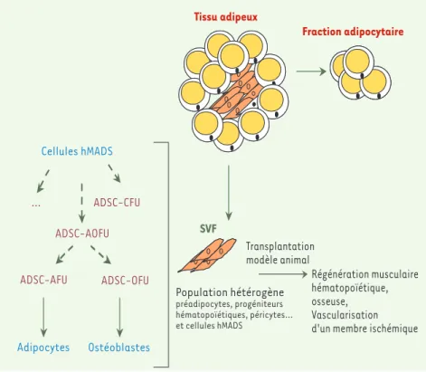 Figure 1. Le tissu adipeux peut être dissocié en deux fractions : la fraction adipocytaire ne conte- conte-nant que les adipocytes gorgés de goutelettes lipidiques, et la fraction stromale (SVF) conteconte-nant  plusieurs types de cellules progénitrices