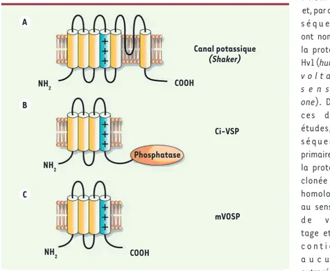 Figure 1. Topologie de trois types de protéines membranaires avec un domaine senseur  de voltage