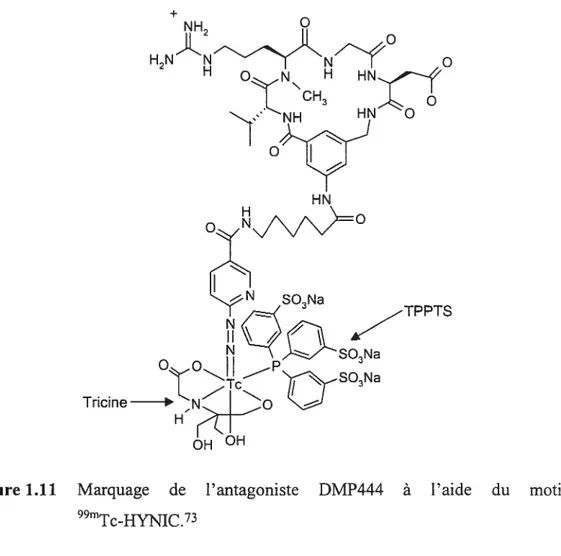 Figure 1.11 Marquage de l’antagoniste DMP444 à l’aide du motif