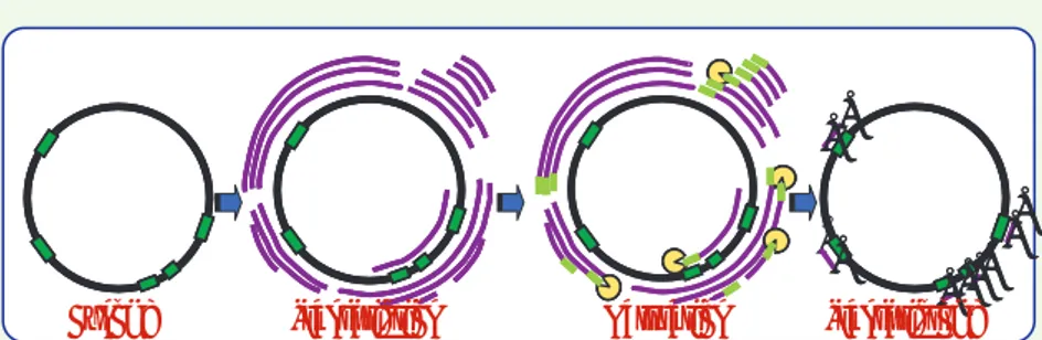 Figure 1. Modèle des événements transcriptionnels et post-transcriptionnels menant à un trans- trans-criptome mature dans les mitochondries de plante