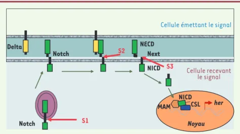Figure 1. Schéma simplifié de la voie de signalisation Notch. Pendant la maturation de la protéine,  Notch subit un premier clivage par la furine (S1)
