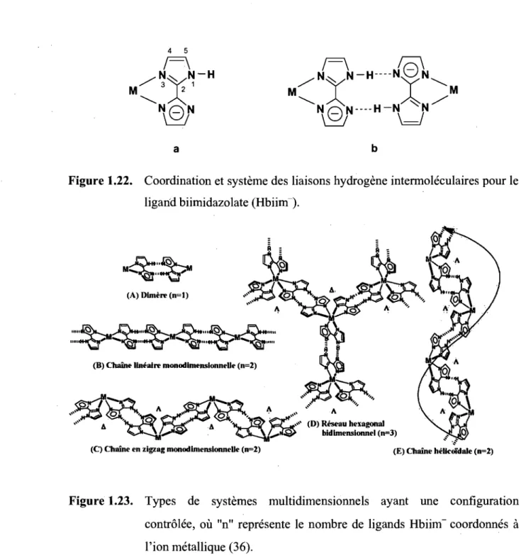 Figure 1.22.  Coordination et système des liaisons hydrogène intennoléculaires pour le  ligand biimidazolate (Hbiim -)
