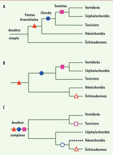 Figure 2. Évolution des relations phylogénétiques au sein  des Deutérostomiens en fonction du type de caractères  utilisés pour les reconstruire