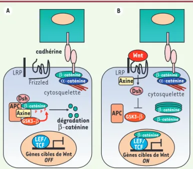 Figure 2. Voie de signalisation Wnt. En l’absence de Wnt (A), la β-caténine est  incluse dans un complexe protéique comprenant l’axine, APC et la kinase GSK3-β  (glycogen synthase kinase 3β)