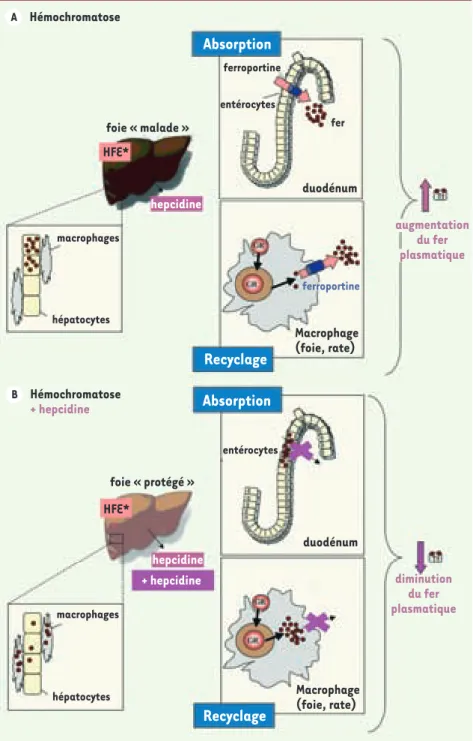 Figure 2. Modèle de la pathogénie de l’hémochromatose (A) et de l’action de l’hepcidine exogène sur la surcharge  en fer (B)