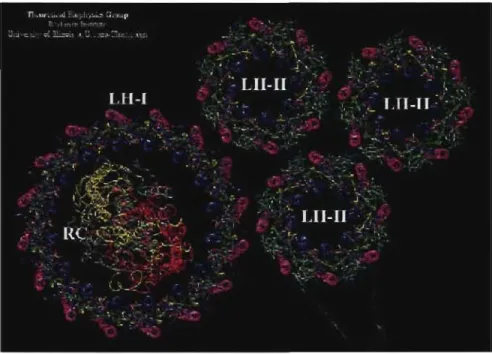 Figure  1.1.  Représentation  détaillée  des  deux  complexes  protéiniques  ~igmentés  récolteurs  de  lumière (LHI  et LH2) ainsi que du centre réactionnel (RC) de la bactérie mauve 
