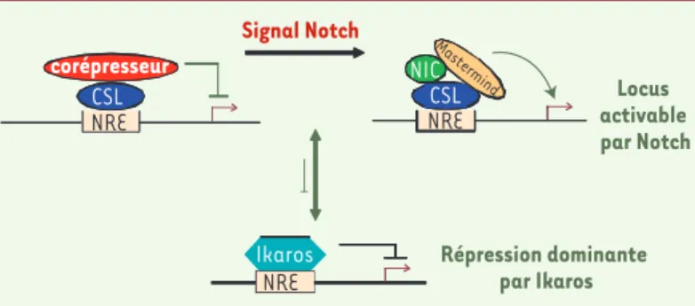 Figure 3. Modèle pour l’action d’Ikaros dans la répression de la voie Notch. Dans le  modèle classique, le facteur de transcription CSL est fixé aux éléments de réponse  de Notch (NRE) en toutes circonstances: en l’absence de signalisation Notch, il  inter