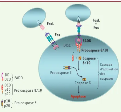 Figure 1. Signalisation de l’apoptose lymphocytaire par Fas. Après interaction  Fas-FasL, le domaine de mort (DD) de Fas peut interagir avec celui de FADD (Fas  associated death domain)