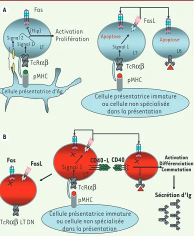 Figure 2.  Élimination des lymphocytes autoréactifs par Fas-FasL après activa- activa-tion