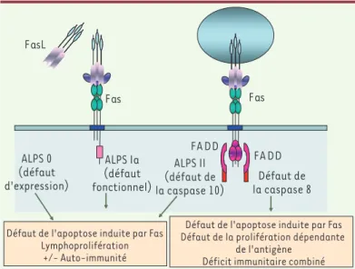 Figure 3. Défauts de Fas et de sa voie de signalisation. Les défauts complets  d’expression de Fas (ALPS-0) sont associés à des mutations homozygotes de Fas  et à un syndrome lymphoprolifératif très sévère