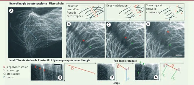 Figure 3. Nanochirurgie du cytosquelette en interphase. Dans les cellules de mammifères (A