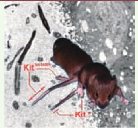 Figure 1.  Phénotype des souris mutées et de leur  descendance paramutée. Les souris hétérozygotes  (kit  tm1Alf/+ ) et paramutée (kit * ) sont reconnues par  leur queue et leurs patte blanches