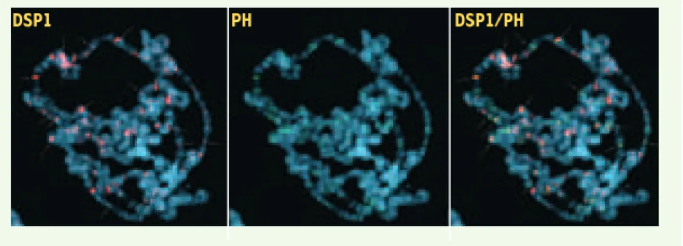 Figure 2.  Colocalisation des protéines du PcG avec Dsp1 sur chromosomes polytènes. Une  grande majorité des locus fixés par la protéine Polyhomeotic (PH, un membre du PcG, en vert  au centre) sont aussi des sites de fixation pour Dsp1 (en rouge, image de 