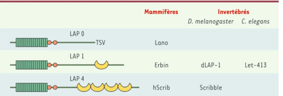 Figure 2. Structure des protéines LAP. Chaque protéine LAP possède 16 motifs LRR (leucine rich repeat) amino-terminaux  (rectangles  verts),  un  domaine  LAPSD (LAP  specific  domain) a  et  b (cercles  orange),  ainsi  que  des  domaines  PDZ  (croissant