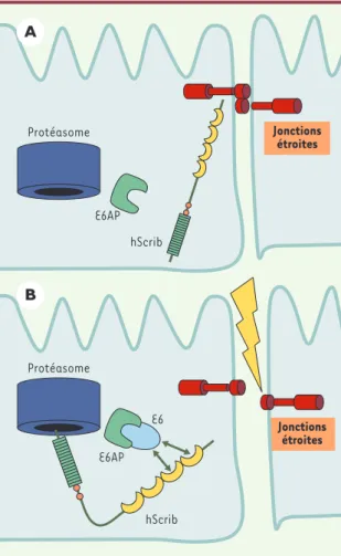 Figure  3. Dégradation  de  hScrib  provoquée  par  l’oncoprotéine virale E6 et tumorigenèse