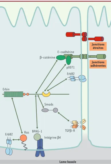 Figure 4. Réseaux moléculaires associés à Erbin. Erbin est une protéine basola- basola-térale associée non seulement à des voies de régulation de la prolifération  cel-lulaire (Ras/MAPK et ErbB2, Smad et récepteur du TGFβ), mais aussi à des  com-plexes  pr