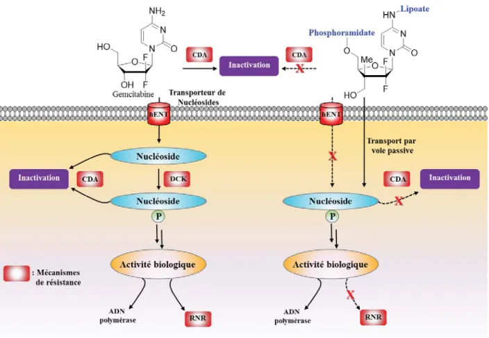 Figure 1.2   Notre stratégie afin d’outrepasser les résistances associées à la Gemcitabine  (modifié à partir de Dumonter et al.) 2