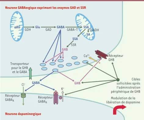 Figure 3. Organisation d’une synapse mixte GABA/GHB. Le neurone présynaptique contient à la fois la glutamate décarboxylase (GAD), qui synthétise le GABA, et l’acide succinique  semi-aldé-hyde réductase (SSR), qui synthétise le GHB