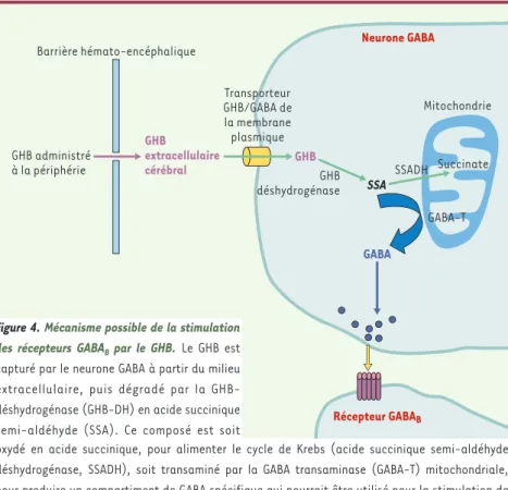 Figure 4. Mécanisme possible de la stimulation des  récepteurs  GABA B par  le  GHB. Le  GHB  est capturé par le neurone GABA à partir du milieu extracellulaire,  puis  dégradé  par  la   GHB-déshydrogénase (GHB-DH) en acide succinique semi-aldéhyde  (SSA)