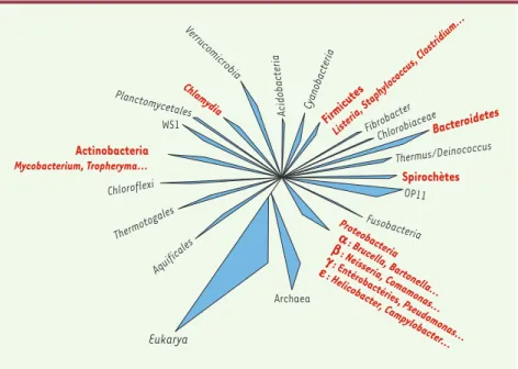Figure 1. Positionnement des principales bactéries d’intérêt médical (en rouge) et de l’environ- l’environ-nement parmi 18 divisions phylogénétiques d’eubactéries